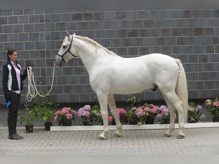 Niemiecki koń sportowy Klacz 1 Rok 165 cm Karosiwa in Hodenhagen