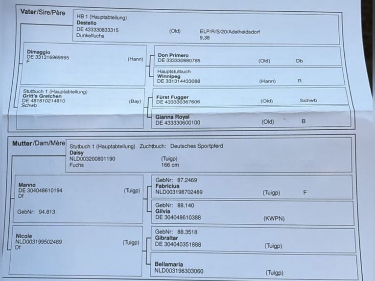 Niemiecki koń sportowy Klacz 1 Rok 168 cm Kasztanowata in Grimma
