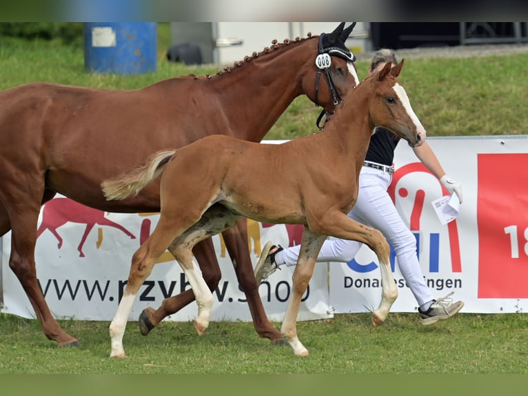 Niemiecki koń sportowy Klacz 1 Rok 168 cm Kasztanowata in Stiefenhofen