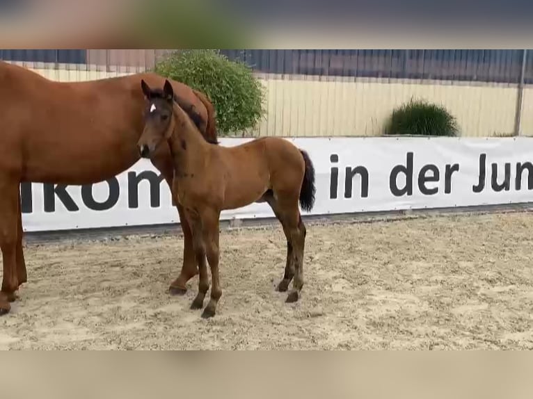 Niemiecki koń sportowy Klacz 1 Rok 170 cm Ciemnogniada in Gadow