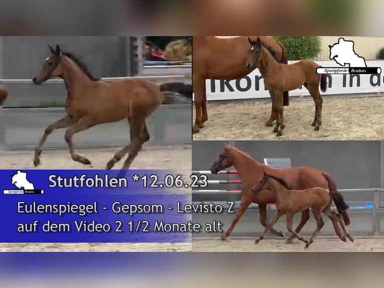 Niemiecki koń sportowy Klacz 1 Rok 170 cm Ciemnogniada in Gadow