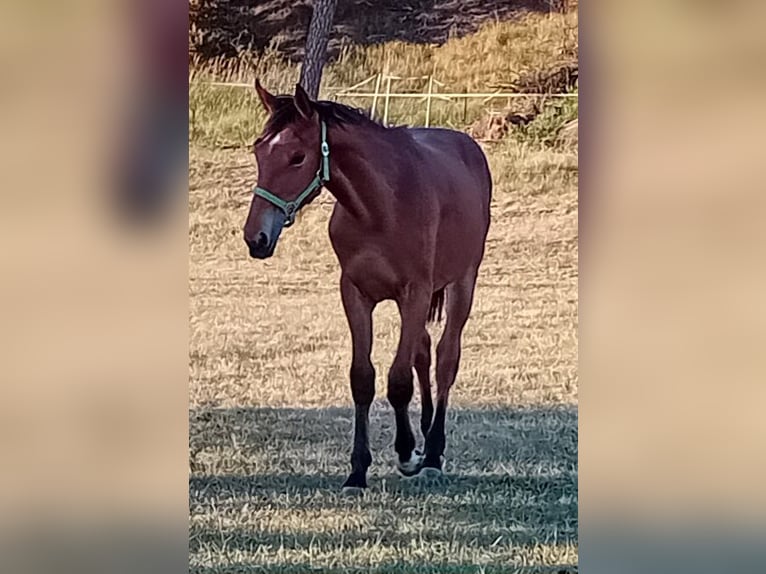 Niemiecki koń sportowy Klacz 1 Rok 170 cm Gniada in Milower Land Niemiecki koń sportowy Klacz 1 Rok 170 cm Gniada in Milower Land