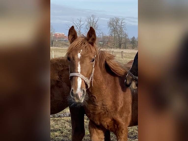 Niemiecki koń sportowy Klacz 1 Rok 170 cm Kasztanowata in Herzberg
