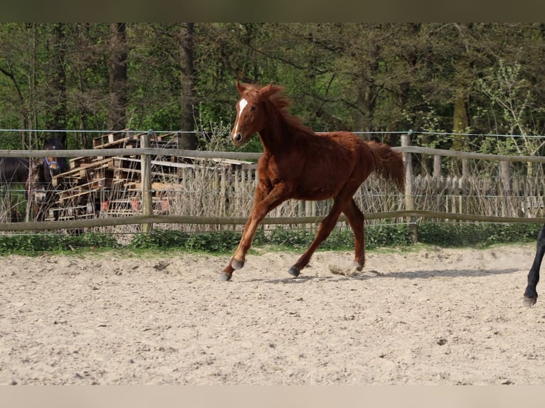 Niemiecki koń sportowy Klacz 1 Rok 170 cm Kasztanowata in Ulrichstein