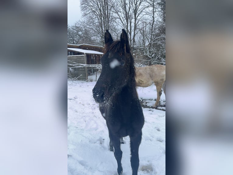 Niemiecki koń sportowy Klacz 1 Rok 170 cm Może być siwy in Wasungen