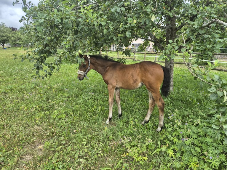 Niemiecki koń sportowy Klacz 1 Rok 172 cm Ciemnogniada in Grabenstetten
