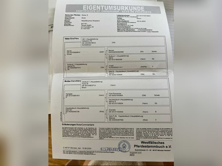 Niemiecki koń sportowy Klacz 1 Rok 174 cm Gniada in Rheinberg