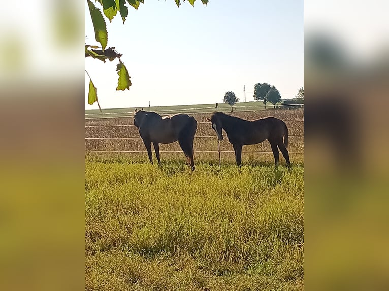 Niemiecki koń sportowy Klacz 1 Rok Ciemnogniada in Bad Sulza