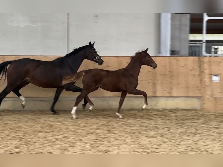 Niemiecki koń sportowy Klacz 1 Rok Ciemnokasztanowata in Jengen