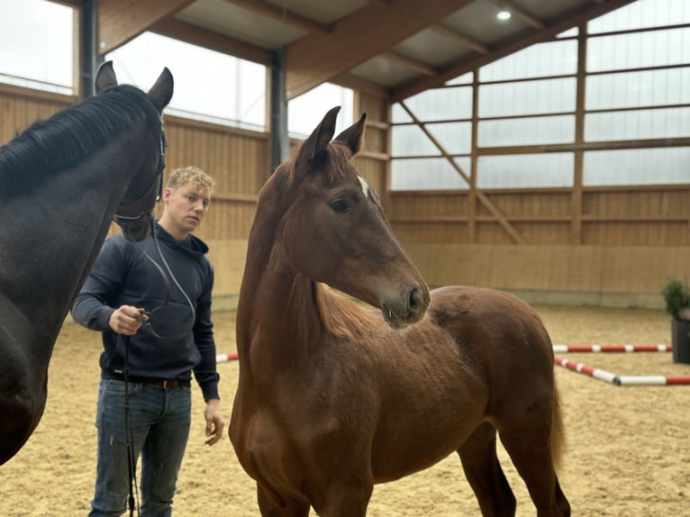 Niemiecki koń sportowy Klacz 1 Rok Ciemnokasztanowata in Jengen