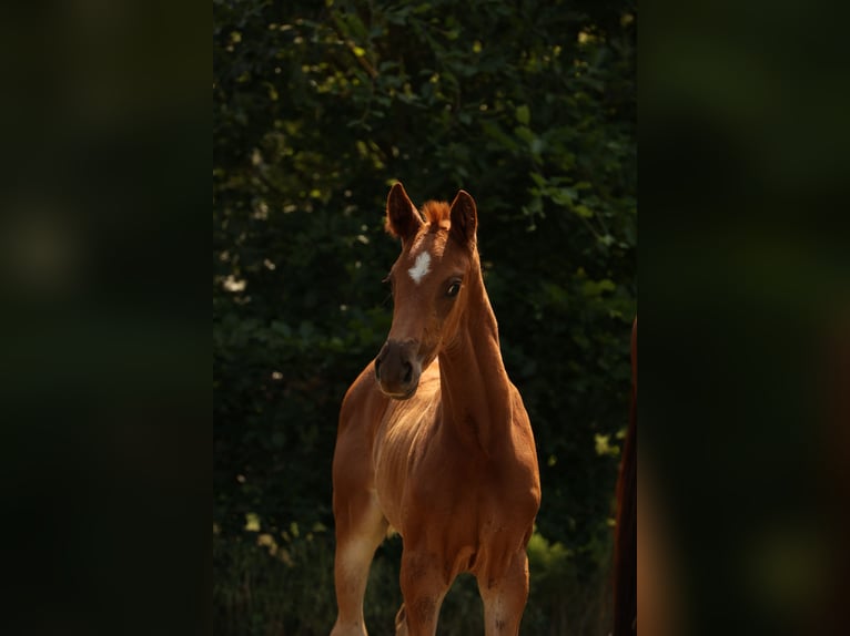 Niemiecki koń sportowy Klacz 1 Rok Ciemnokasztanowata in Schönwalde-Glien