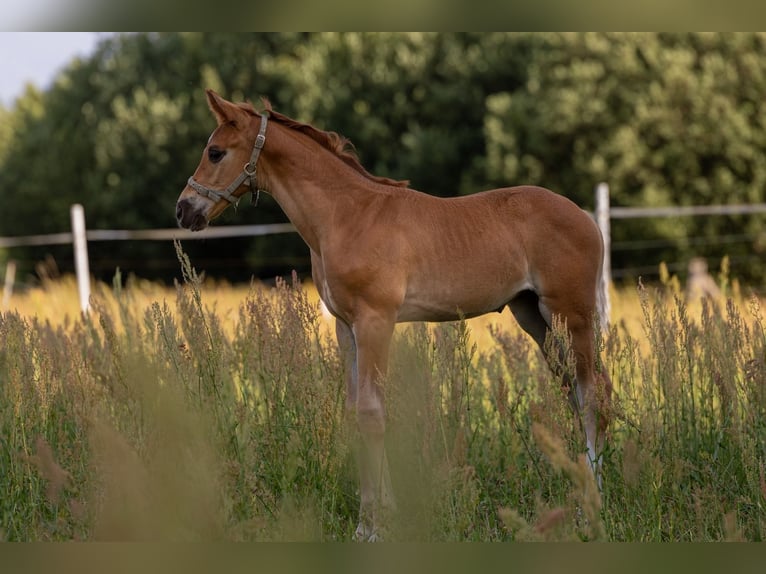 Niemiecki koń sportowy Klacz 1 Rok Ciemnokasztanowata in Wulkow