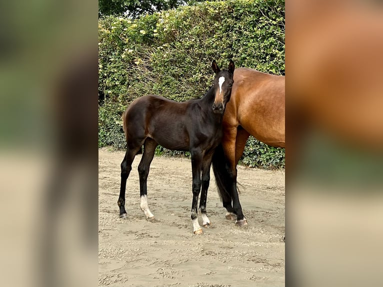 Niemiecki koń sportowy Klacz 1 Rok Gniada in Husum