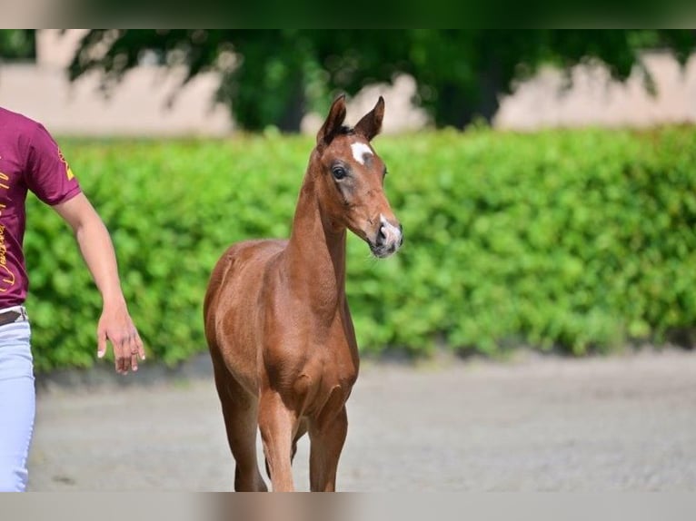 Niemiecki koń sportowy Klacz 1 Rok Gniada in Nauen