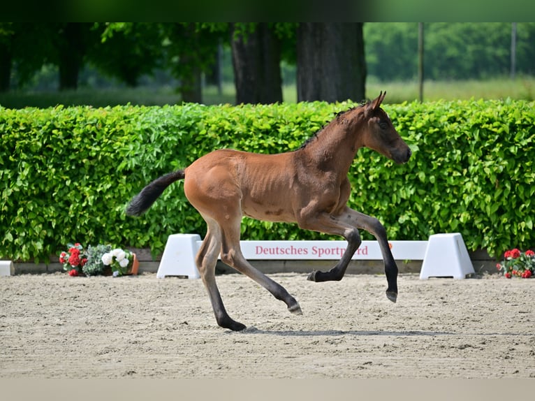 Niemiecki koń sportowy Klacz 1 Rok Gniada in Schwedt Schönermark