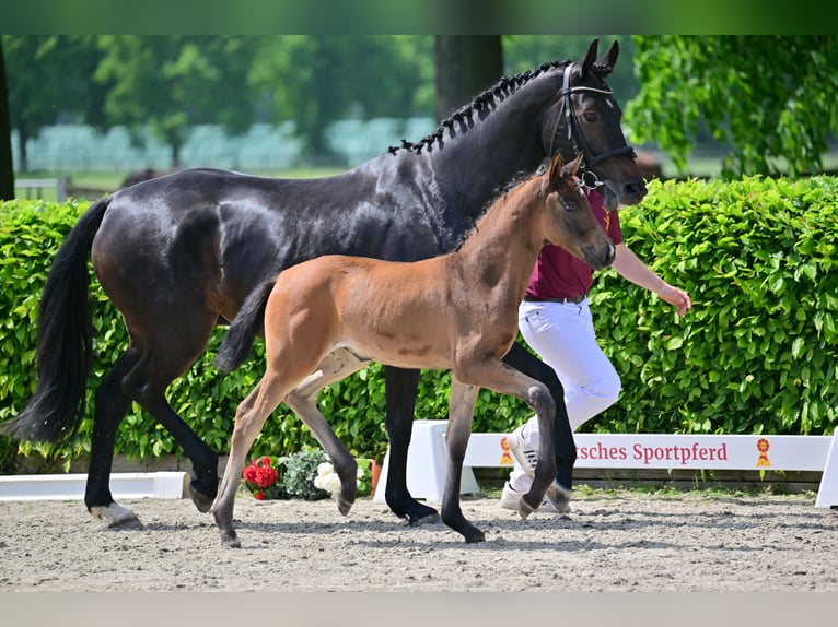 Niemiecki koń sportowy Klacz 1 Rok Gniada in Schwedt Schönermark