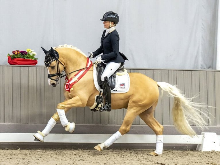 Niemiecki koń sportowy Klacz 1 Rok Izabelowata in Rumia