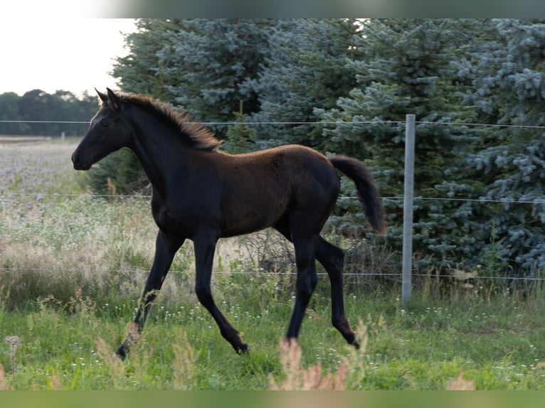 Niemiecki koń sportowy Klacz 1 Rok Kara in Tangerhütte
