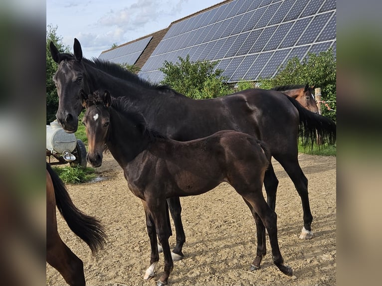 Niemiecki koń sportowy Klacz 1 Rok in Ettenbeuren