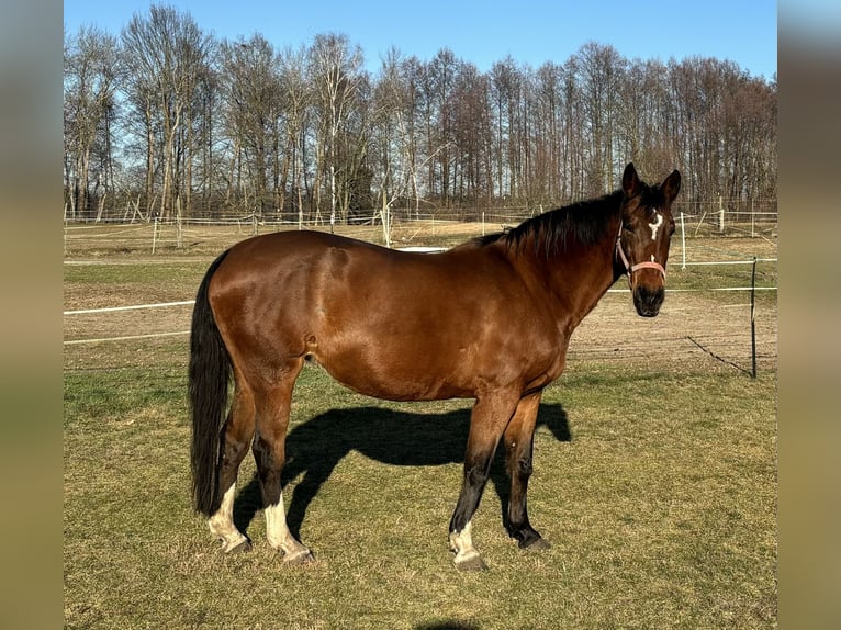 Niemiecki koń sportowy Klacz 20 lat 162 cm Gniada in Münchehofe