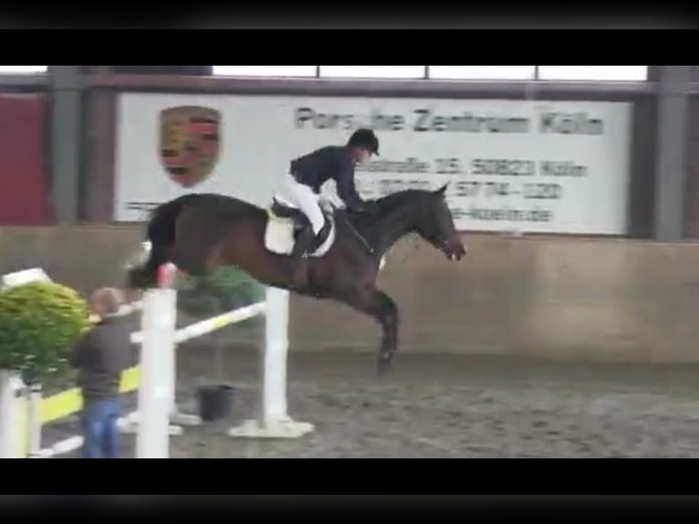 Niemiecki koń sportowy Klacz 20 lat 165 cm Gniada in Lichtenfels