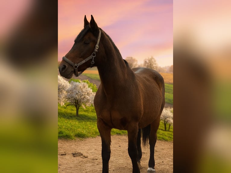 Niemiecki koń sportowy Klacz 20 lat 165 cm Gniada in Lichtenfels