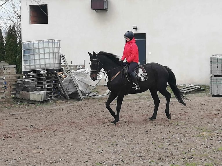 Niemiecki koń sportowy Klacz 20 lat 168 cm Kara in Turek