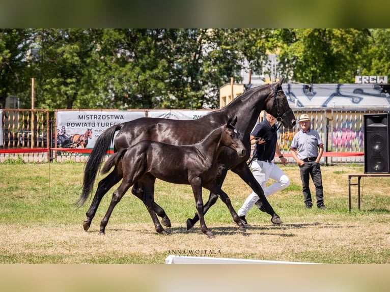 Niemiecki koń sportowy Klacz 20 lat 168 cm Kara in Turek