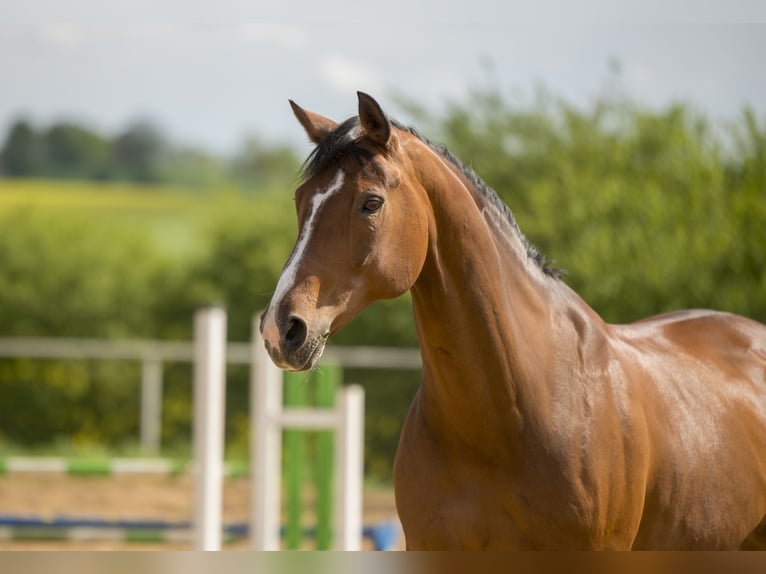 Niemiecki koń sportowy Klacz 20 lat 170 cm Gniada in Thammenhain