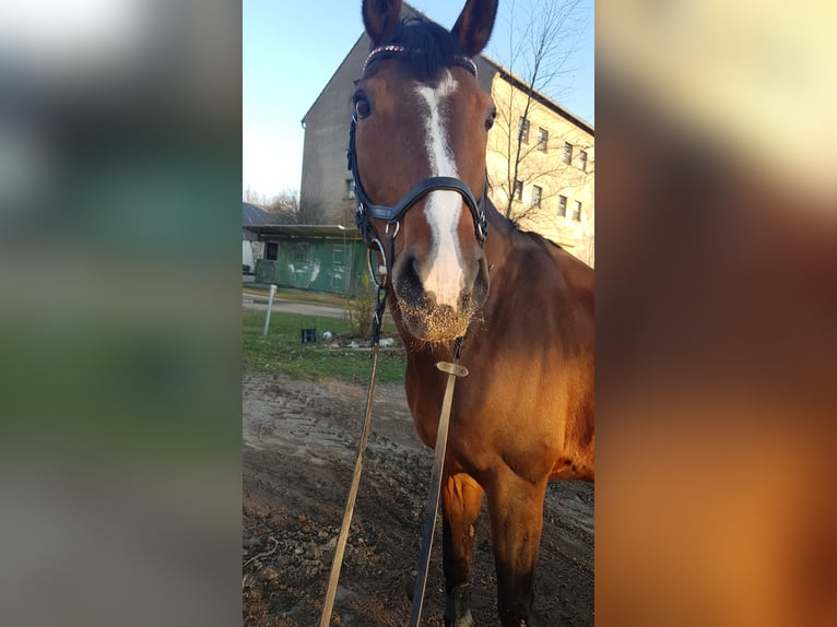 Niemiecki koń sportowy Klacz 20 lat 170 cm Gniada in Thammenhain