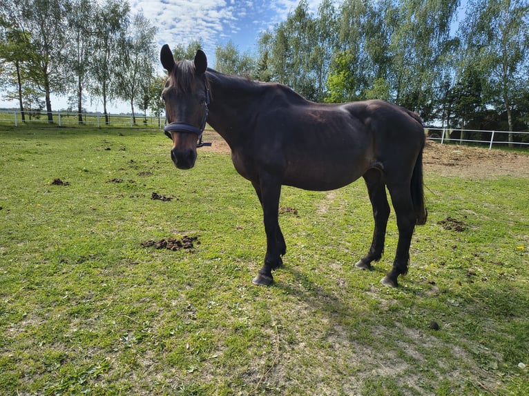 Niemiecki koń sportowy Klacz 21 lat 164 cm Kara in Kustriner Vorland