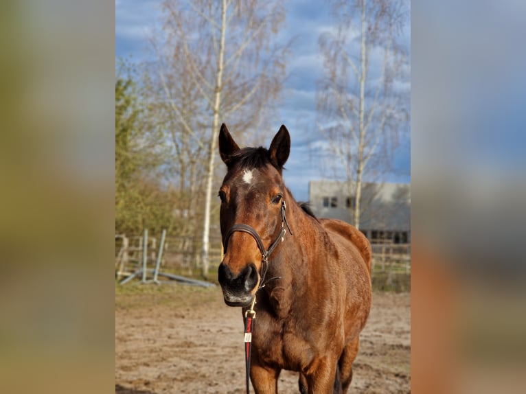 Niemiecki koń sportowy Klacz 23 lat 175 cm Gniada in Bräunlingen