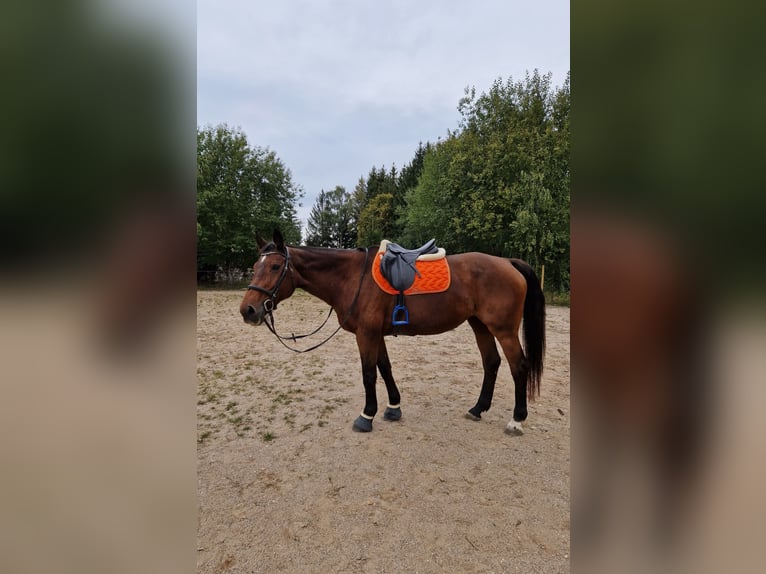 Niemiecki koń sportowy Klacz 23 lat 175 cm Gniada in Bräunlingen