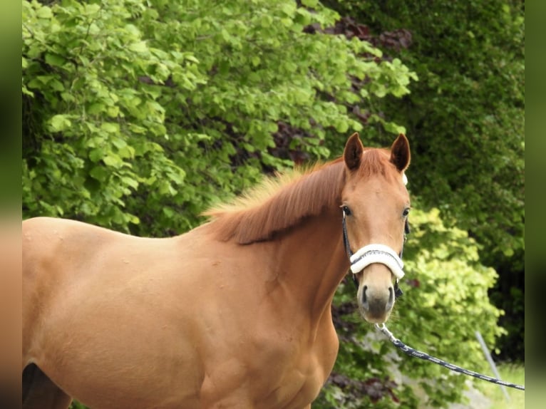 Niemiecki koń sportowy Klacz 2 lat 155 cm Kasztanowata in Verl