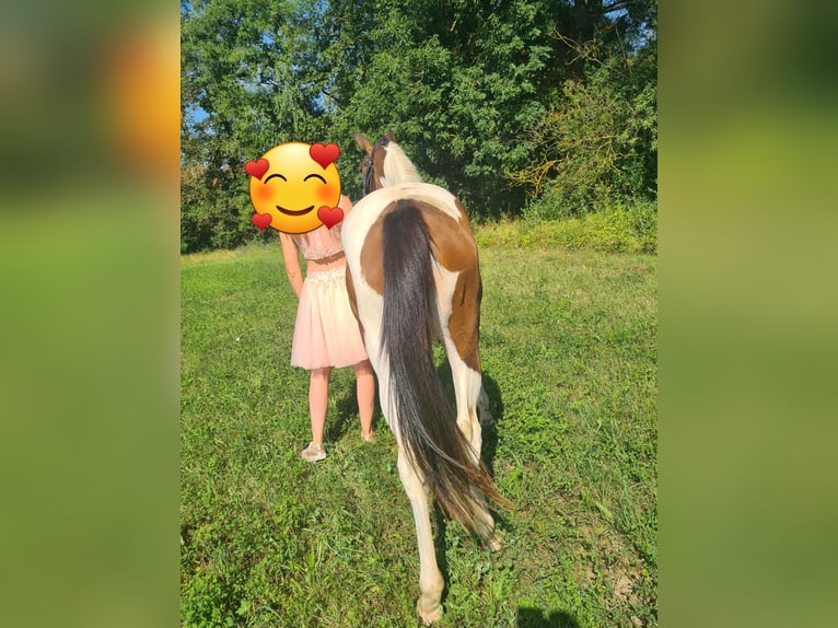 Niemiecki koń sportowy Klacz 2 lat 155 cm Srokata in Oppurg