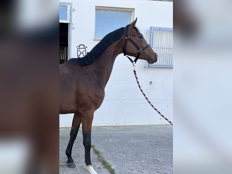 Niemiecki koń sportowy Klacz 2 lat 160 cm Jasnogniada in N&#xF6;rdlingen