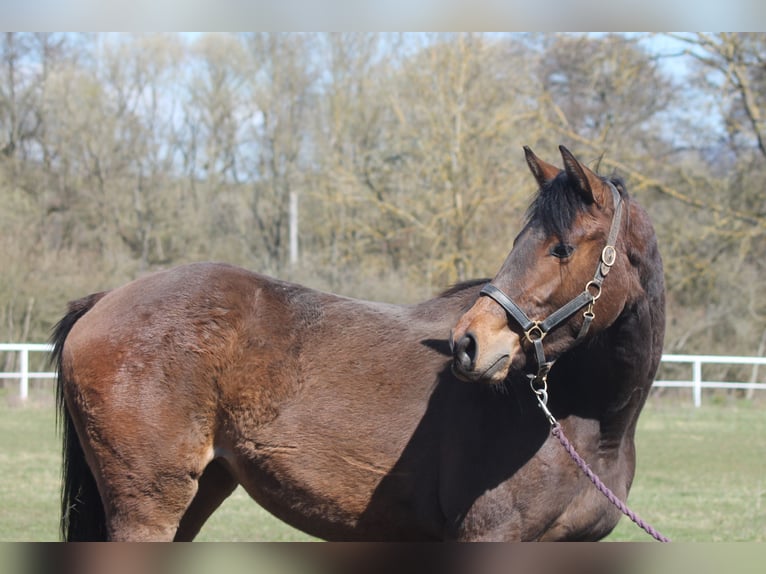 Niemiecki koń sportowy Klacz 2 lat 162 cm Gniada in Nordhausen