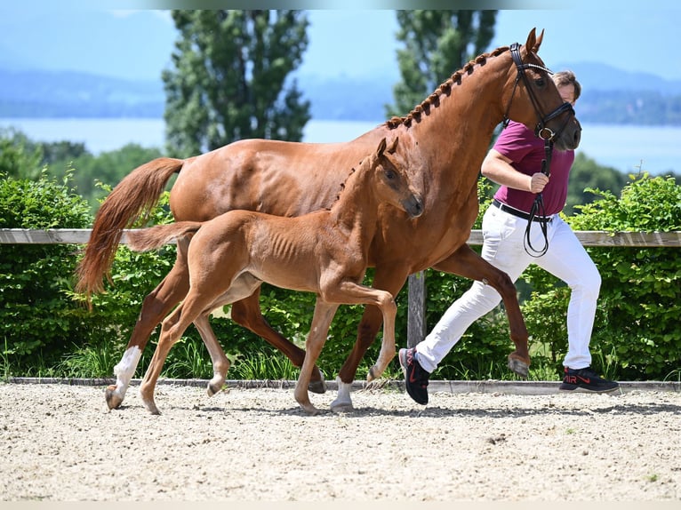 Niemiecki koń sportowy Klacz 2 lat 162 cm Kasztanowata in Taufkirchen (Vils)