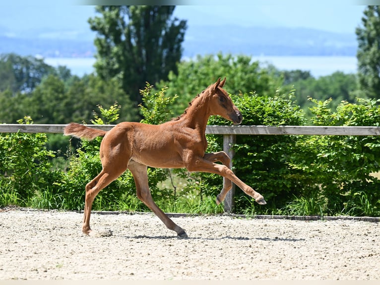 Niemiecki koń sportowy Klacz 2 lat 162 cm Kasztanowata in Taufkirchen (Vils)