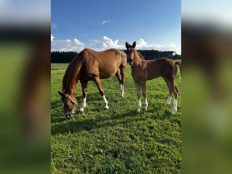 Niemiecki koń sportowy Klacz 2 lat 162 cm Kasztanowata in Taufkirchen (Vils)