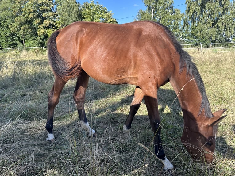 Niemiecki koń sportowy Klacz 2 lat 163 cm Gniada in Anlier