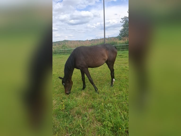 Niemiecki koń sportowy Klacz 2 lat 165 cm Skarogniada in Rügland