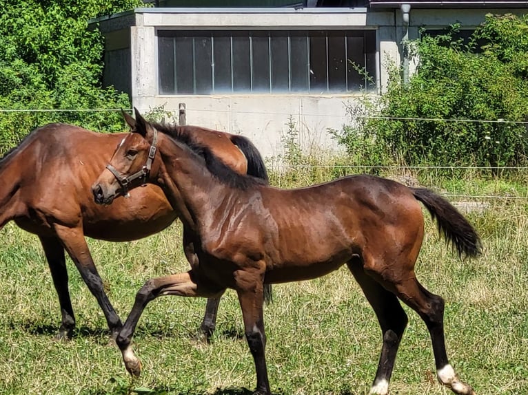 Niemiecki koń sportowy Klacz 2 lat 168 cm Gniada in Nattheim
