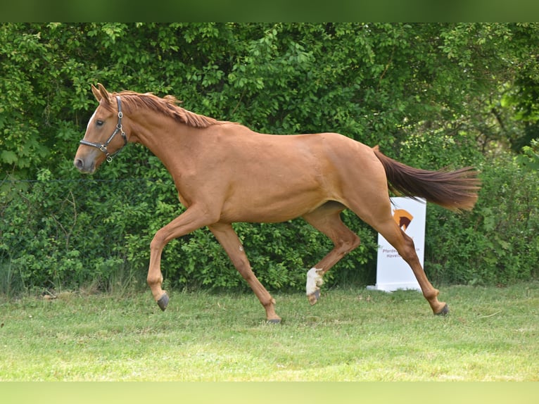 Niemiecki koń sportowy Klacz 2 lat 168 cm Kasztanowata in Sch&#xF6;nwalde-Glien