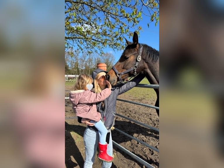 Niemiecki koń sportowy Klacz 2 lat 169 cm Gniada in Rheinberg