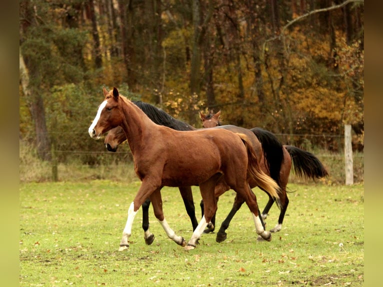 Niemiecki koń sportowy Klacz 2 lat 170 cm Ciemnokasztanowata in Wandlitz