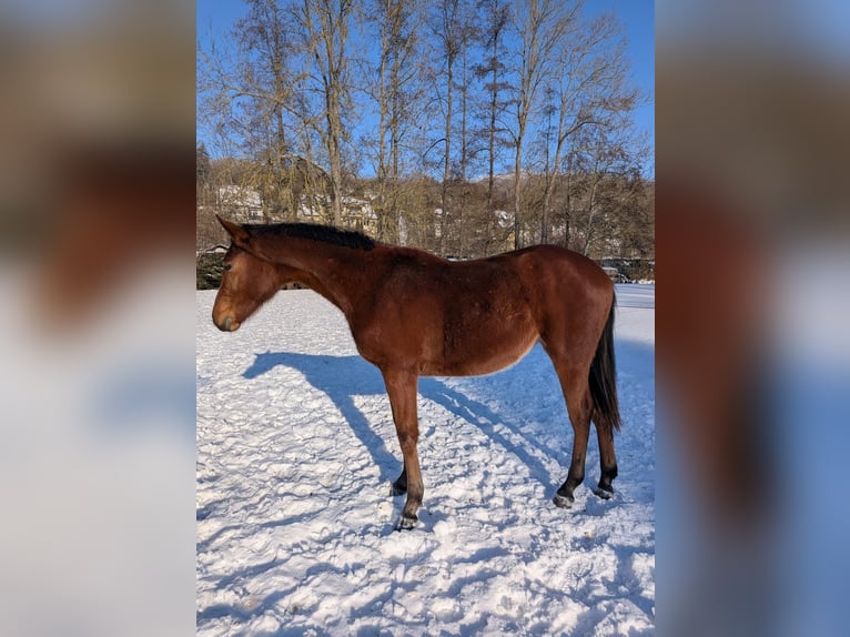 Niemiecki koń sportowy Klacz 2 lat 170 cm Gniada in Bad Sulza