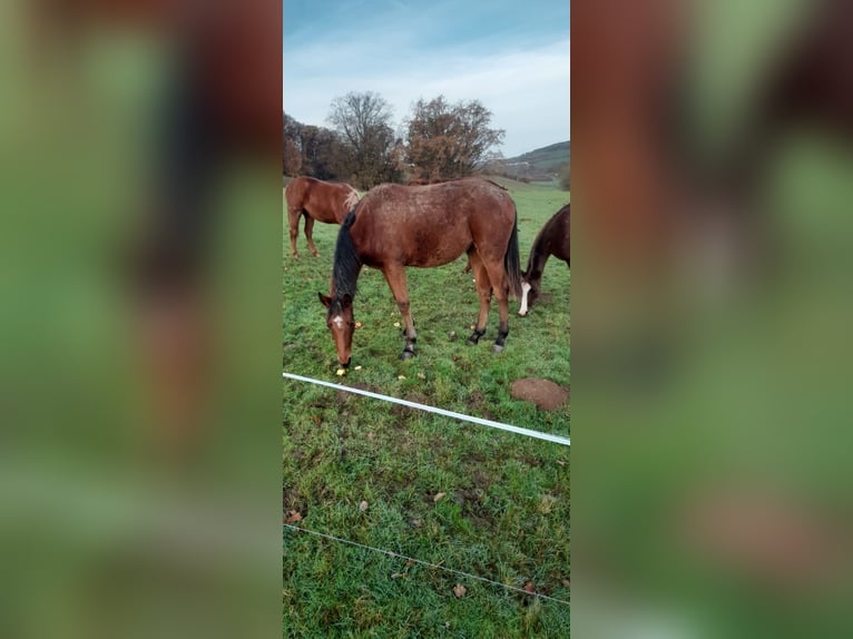 Niemiecki koń sportowy Klacz 2 lat 170 cm Gniada in Bad Sulza