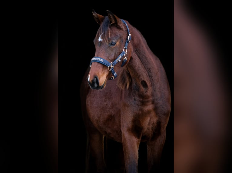 Niemiecki koń sportowy Klacz 2 lat 172 cm Gniada in Marktoberdorf