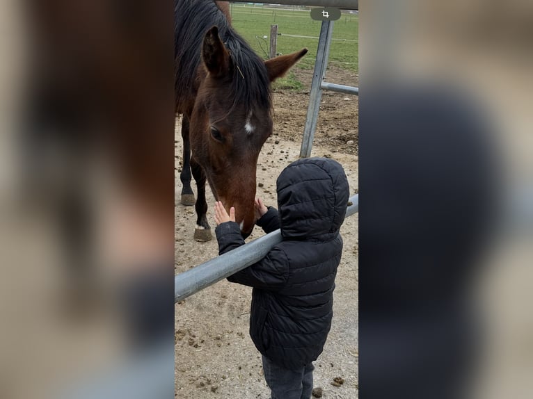 Niemiecki koń sportowy Klacz 2 lat 172 cm Gniada in Marktoberdorf